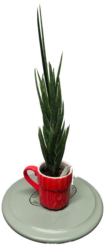 SANSEVIERIA OUCHI - RED SWEATER MUG