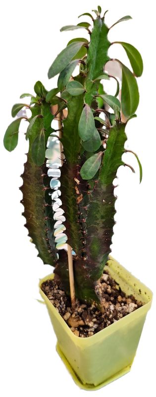 AFRICAN MILK TREE