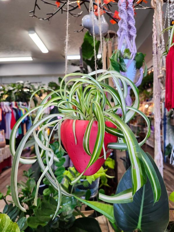 HANGING STRAWBERRY PLANTER