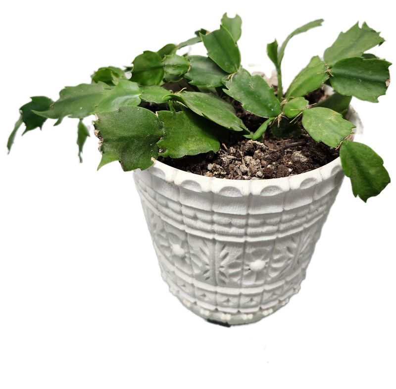 PLASTIC POT 5&quot; W/SUCCULENT