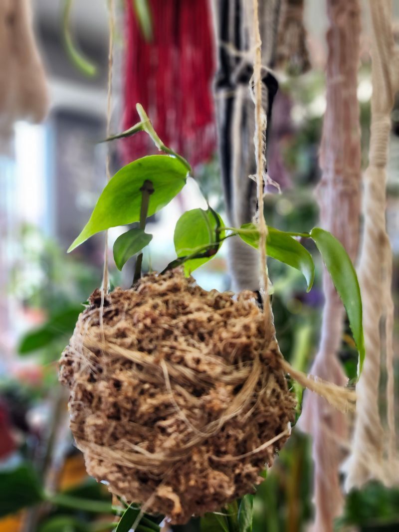 KOKEDAMA PHILODENDRON