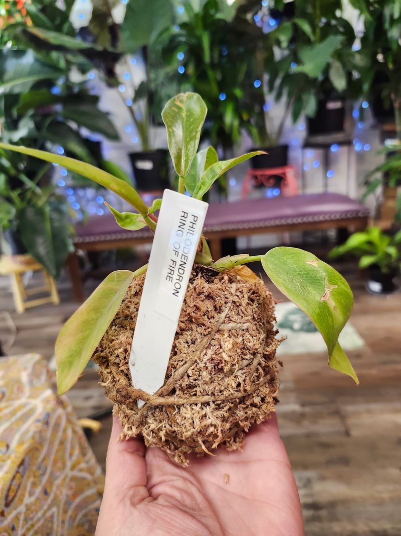 KOKEDAMA RING OF FIRE