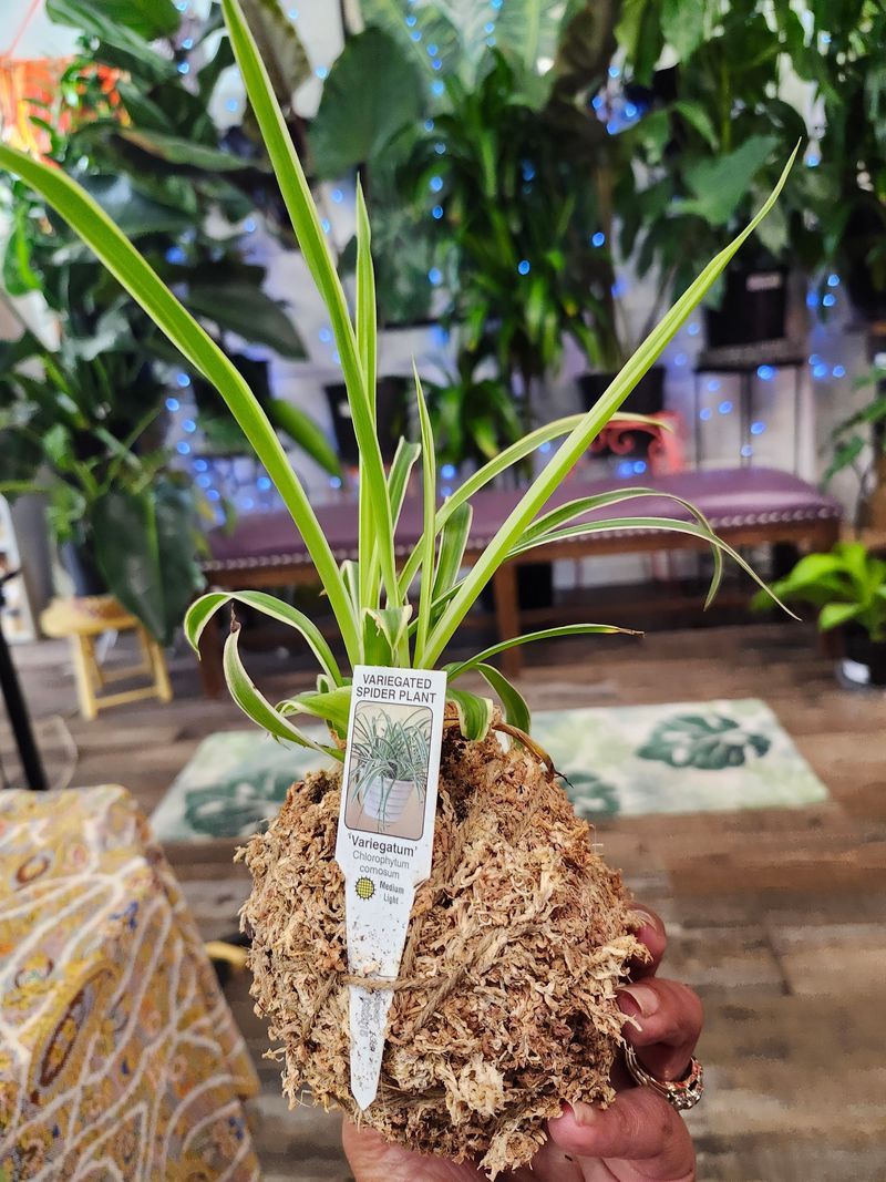 KOKEDAMA SPIDER
