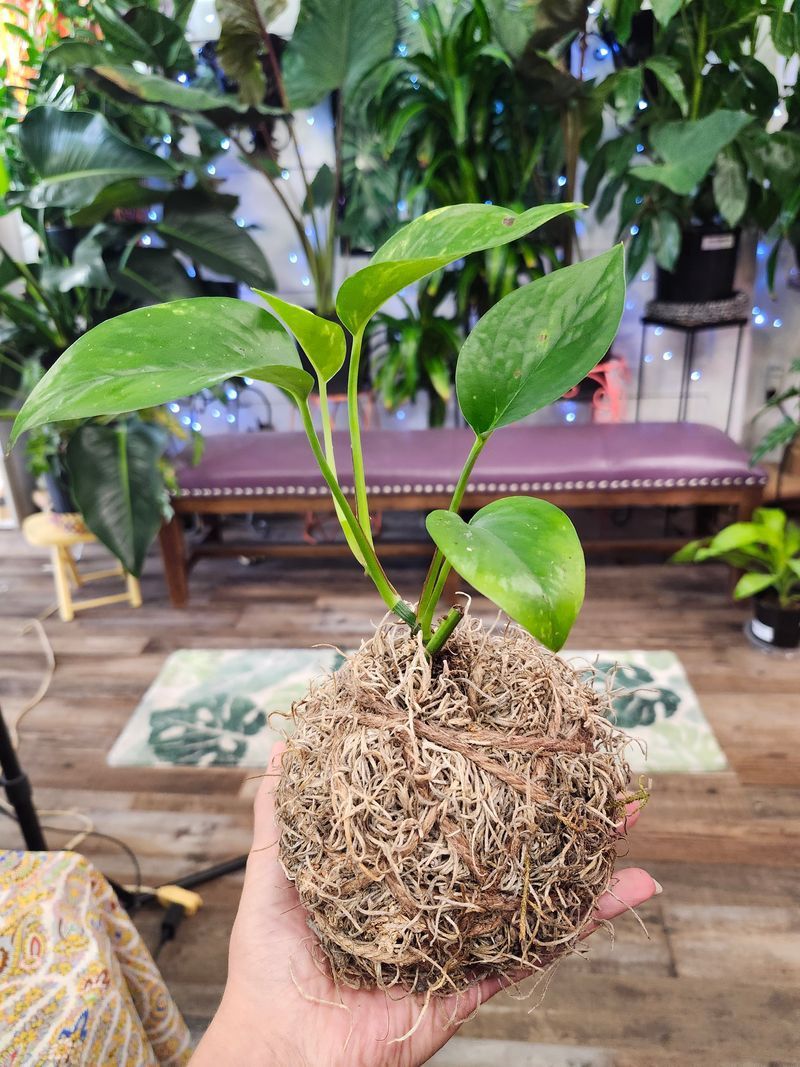 KOKEDAMA POTHOS