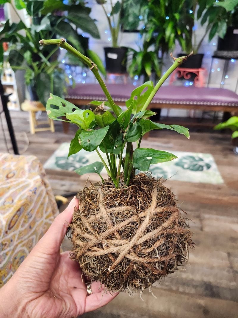 KOKEDAMA SWISS CHEESE