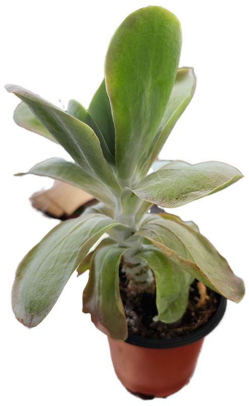 KALANCHOE LIGHT