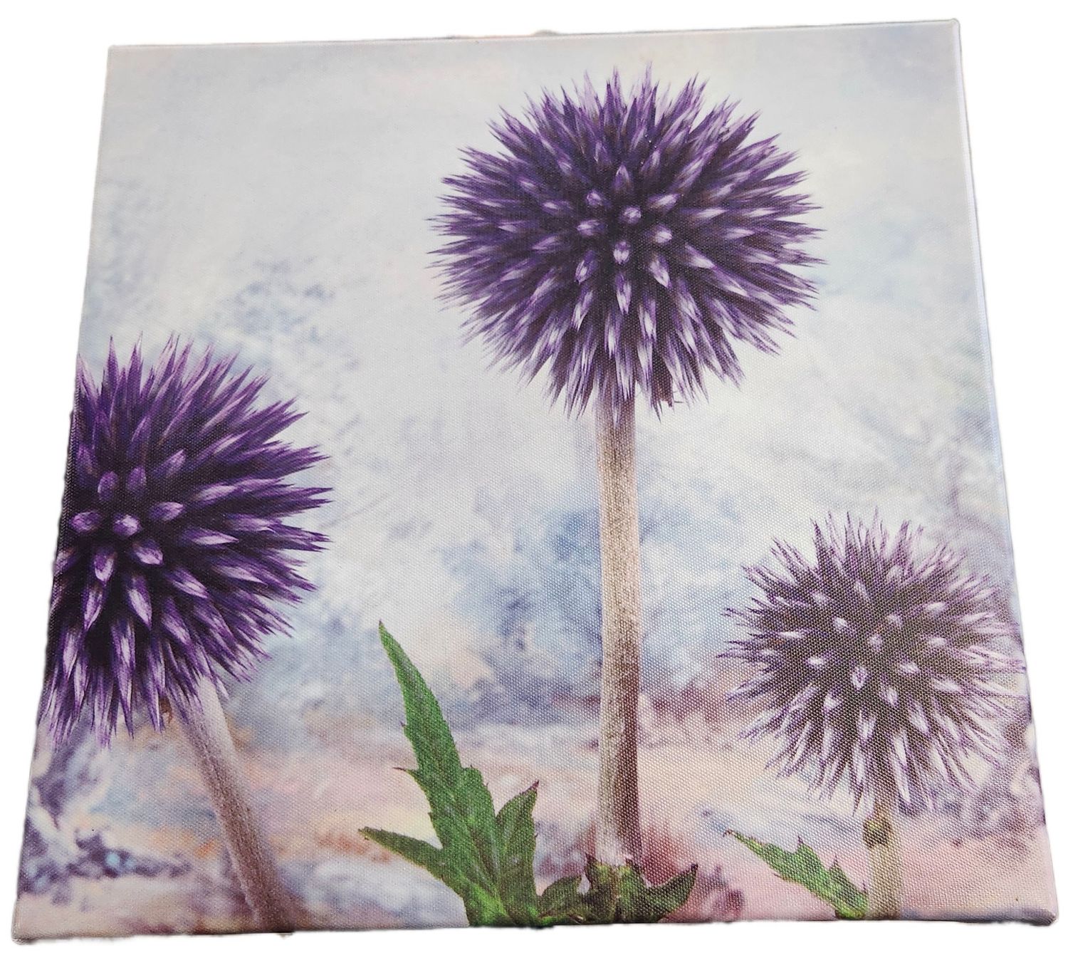 CANVAS PRINT 12X12&quot; - PURPLE THISTLE