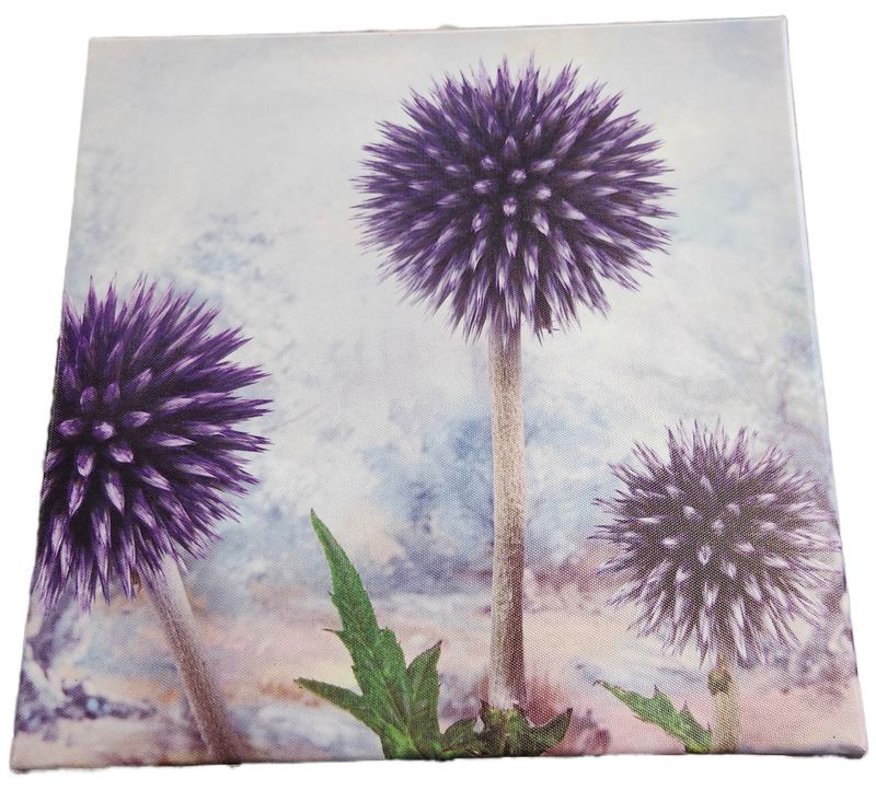 CANVAS PRINT 12X12&quot; - PURPLE THISTLE