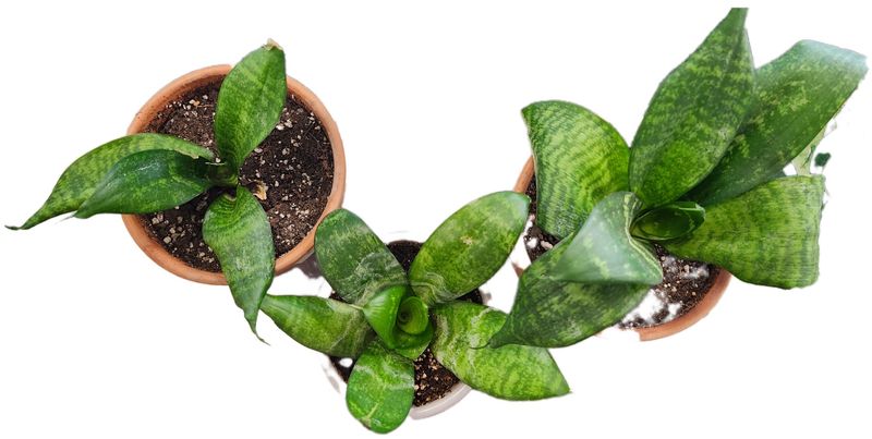 DRACAENA TRIFASCIATA - POTTED