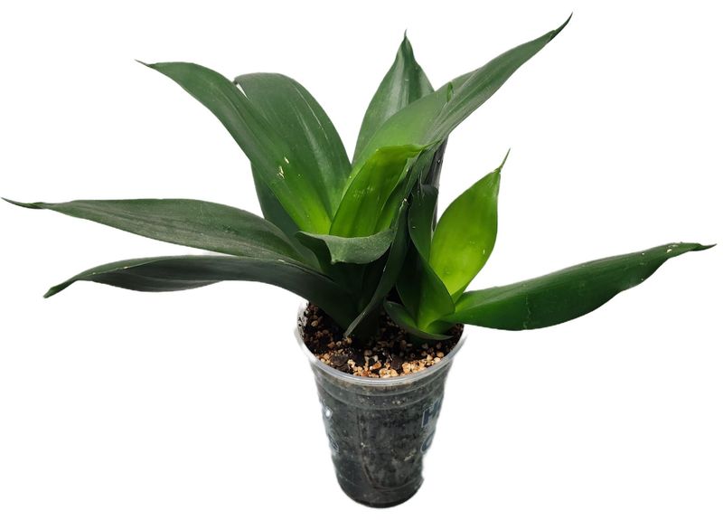 DRACAENA - GH