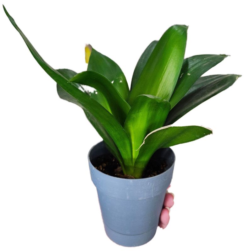 DRACAENA - GH POTTED BLUE