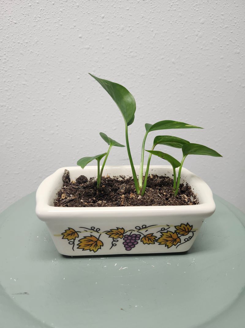 POTHOS - GH MINI LOAF