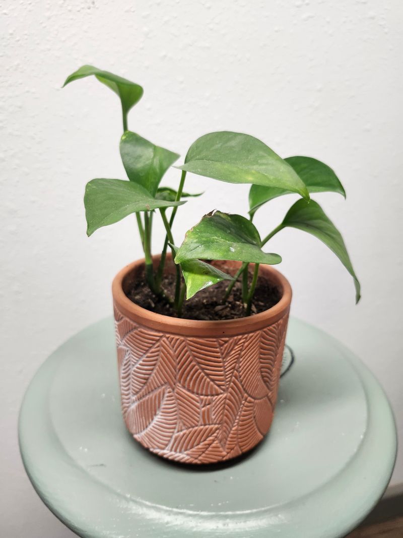 POTHOS - GH LEAF TERRA COTTA