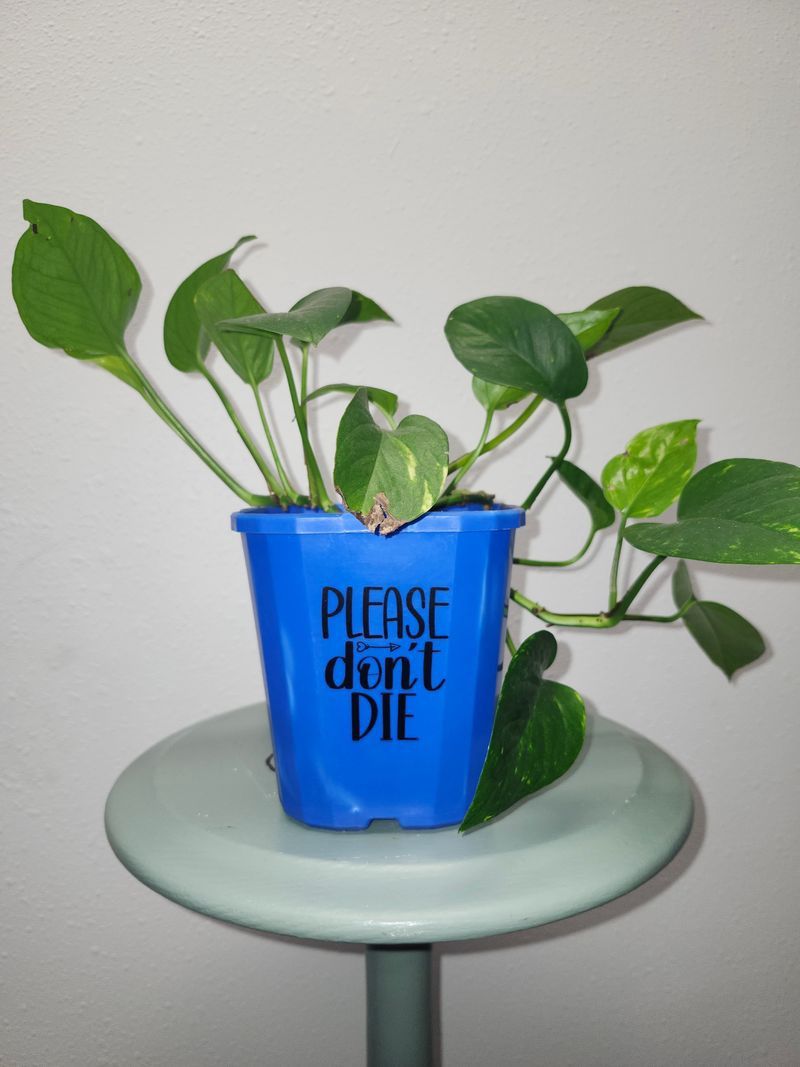 POTHOS GH - BLUE UPCYCLE