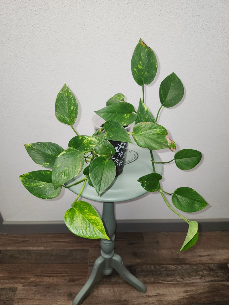 POTHOS GH - LEGGY SCOOTER