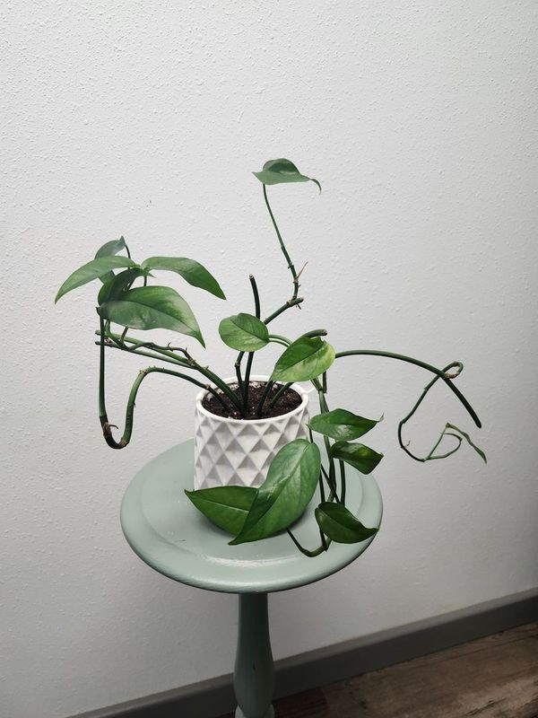 BALTIC BLUE POTHOS GH - WHITE TEXTURED