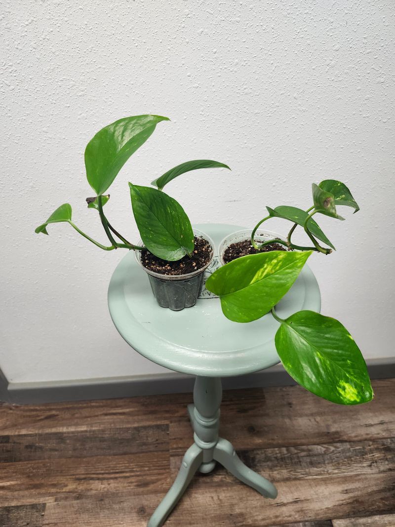 POTHOS GH - SUNDAE CUP