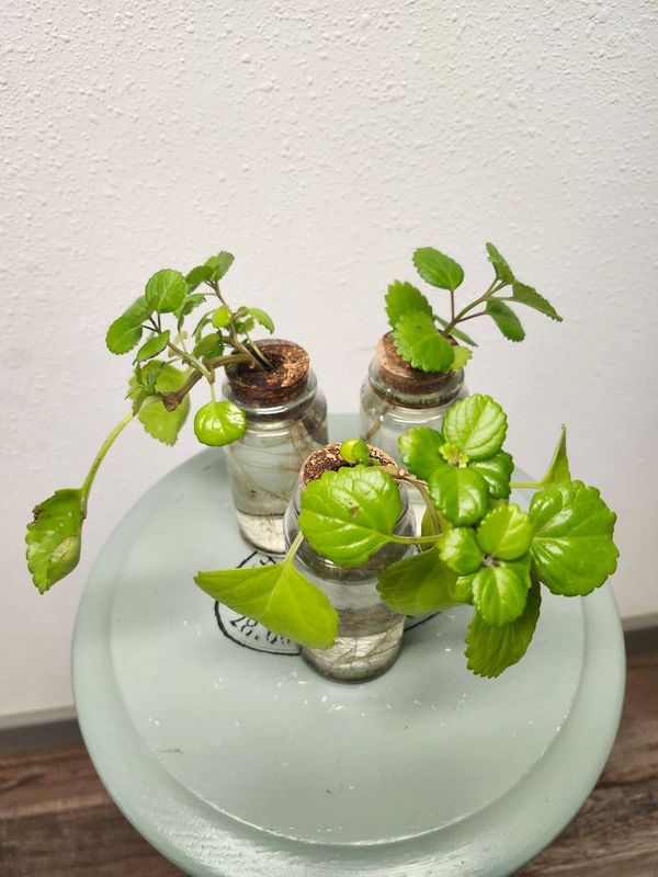 SWEEDISH IVY IN JAR
