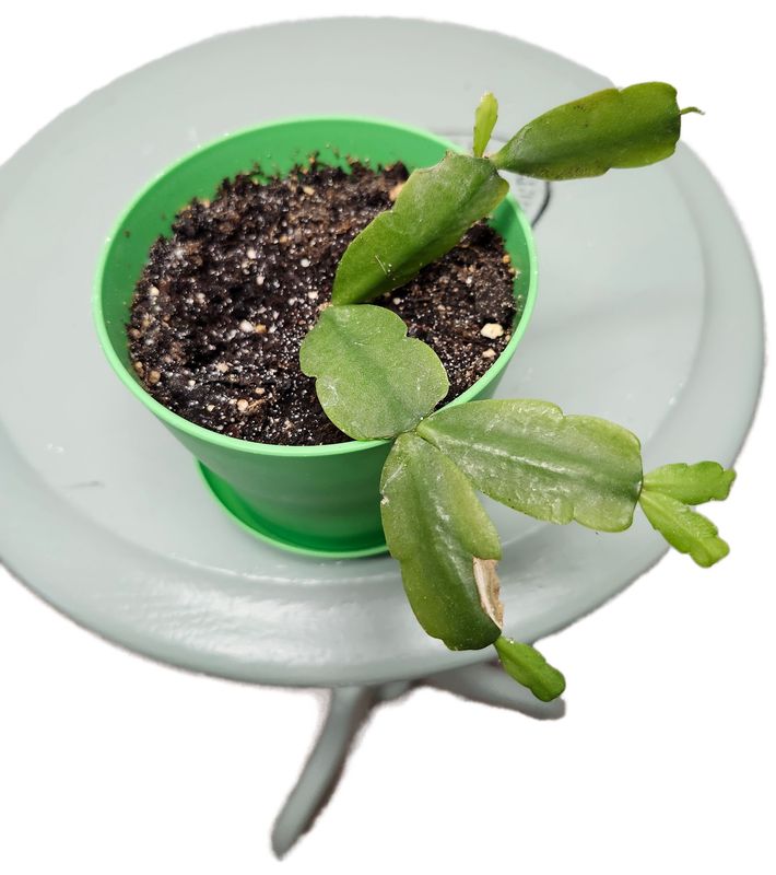 CHRISTMAS CACTUS GH - GREEN POT