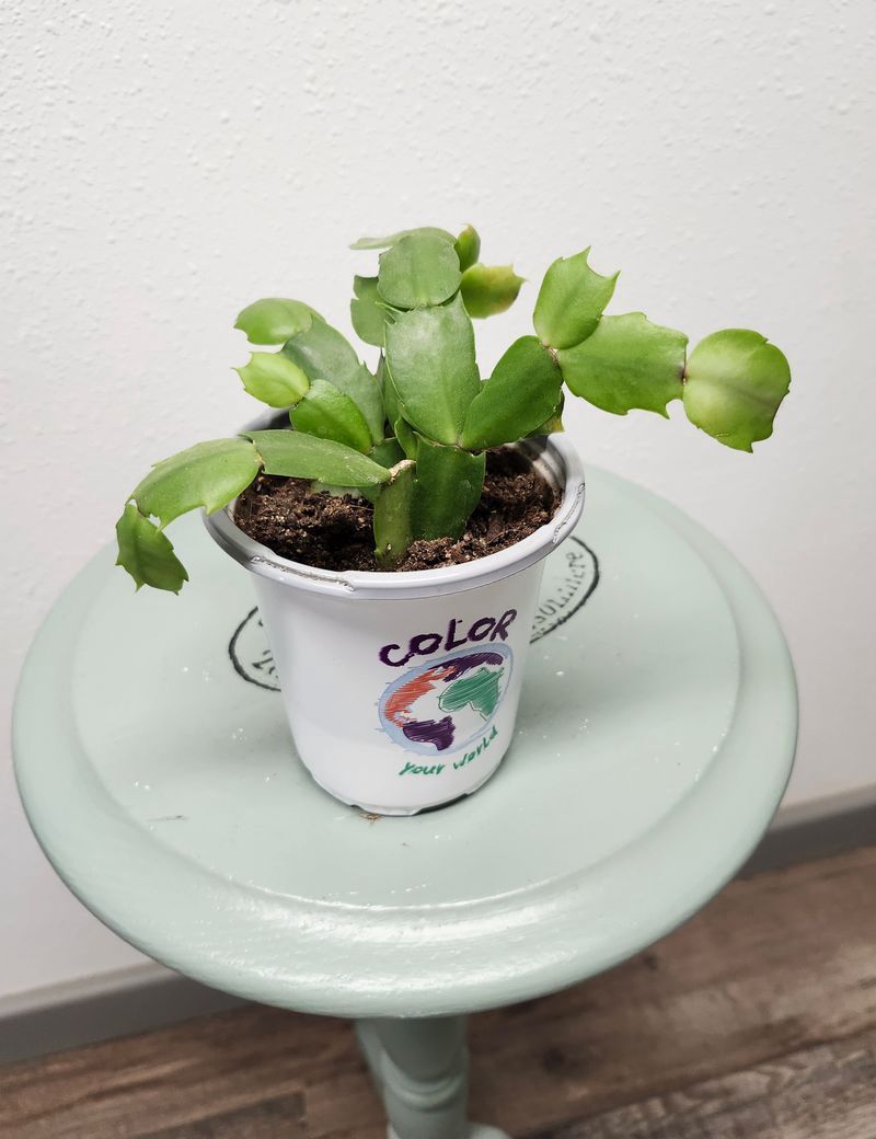 CHRISTMAS CACTUS GH - 4&quot; NURSERY POT