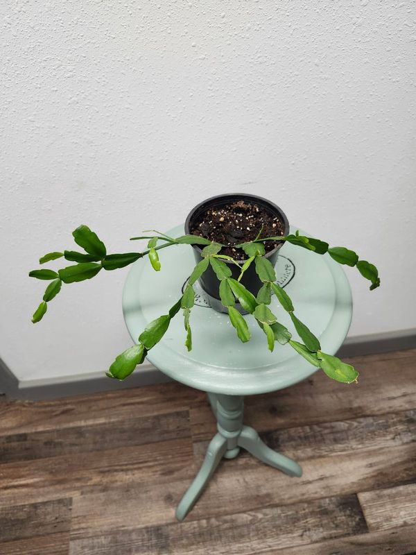 CHRISTMAS CACTUS GH - 4.5&quot; NURSERY POT