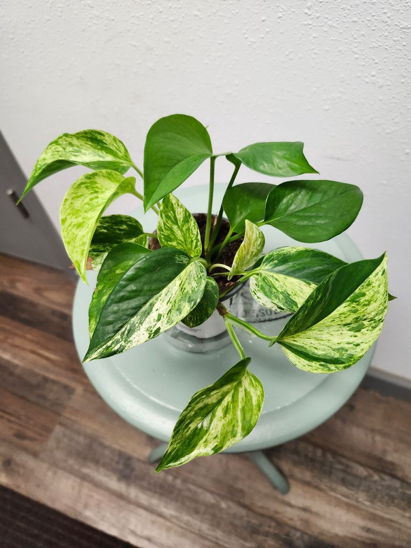 POTHOS GH - 3.5&quot; MIX