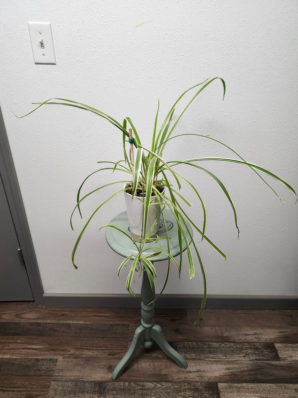 SPIDER PLANT GH 5&quot; - WHITE/GOLD