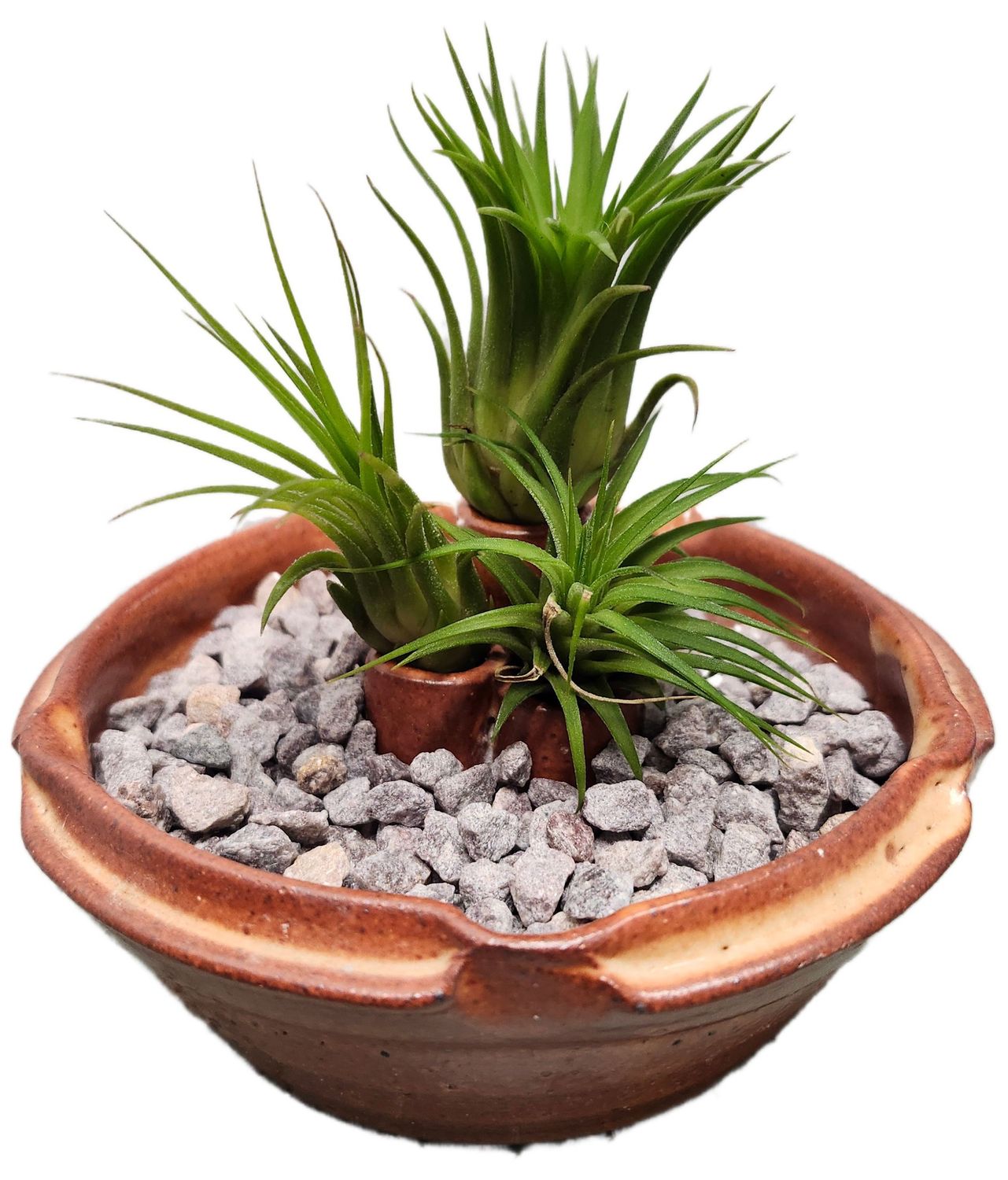 AIR PLANT - ION VARIETY