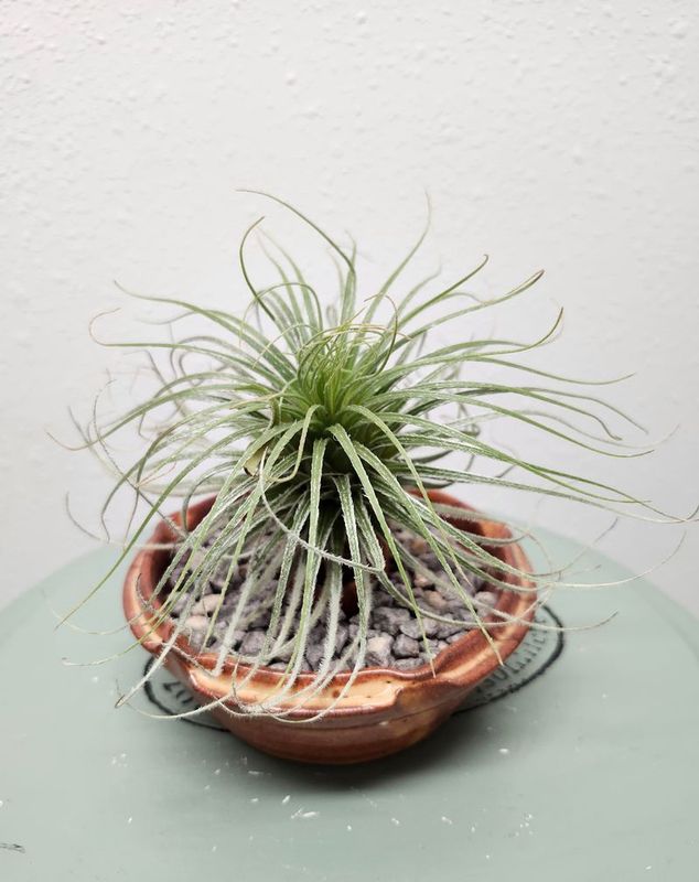 AIR PLANT - TECTORUM (XL)