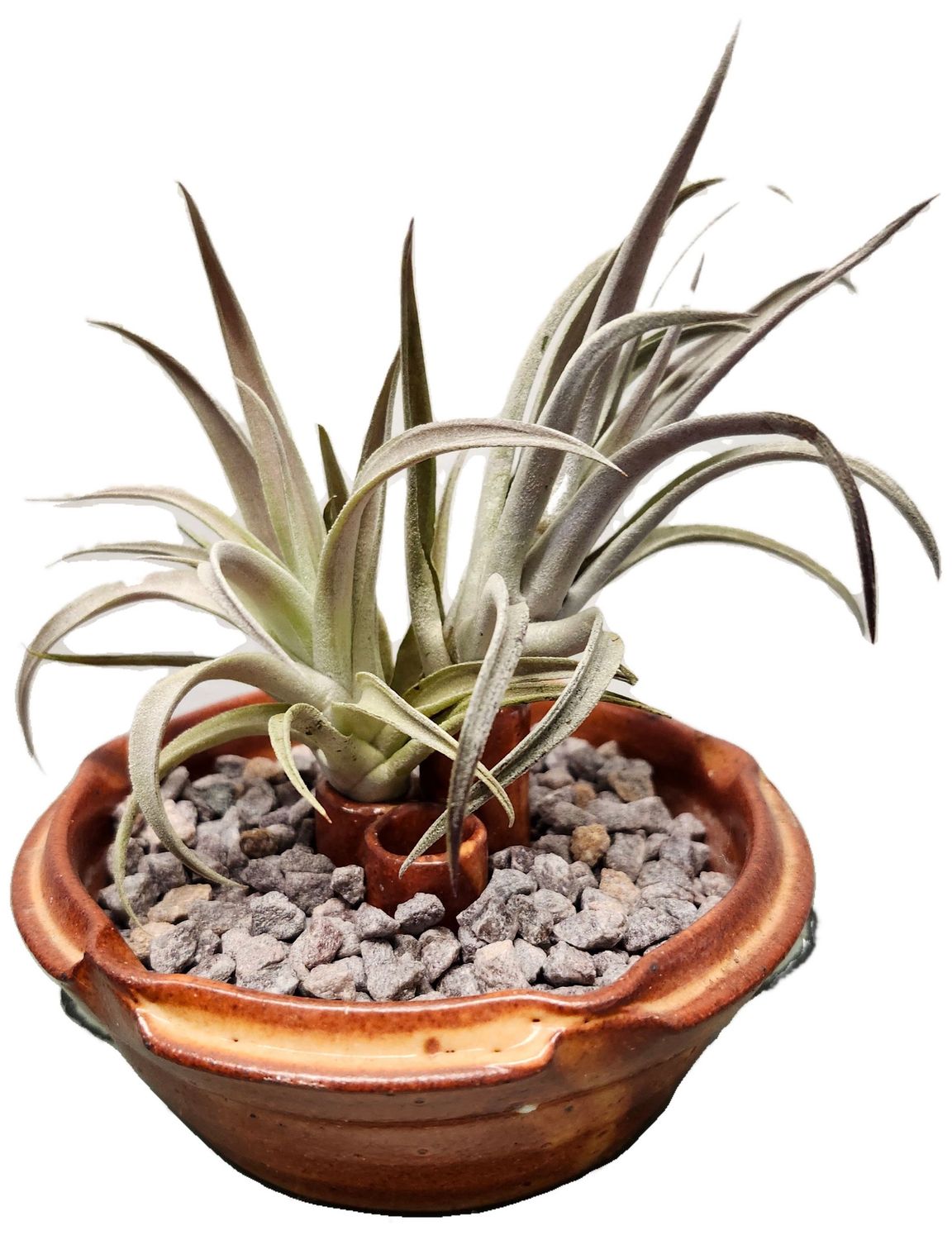 AIR PLANT - HARRISII
