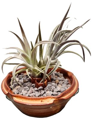 AIR PLANT - HARRISII
