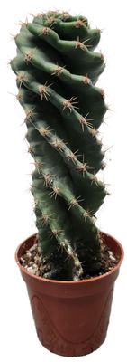 SPIRAL CACTUS
