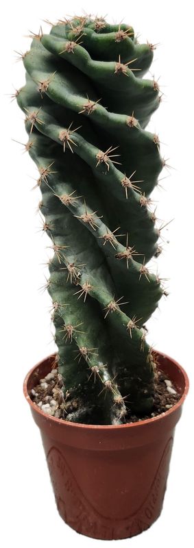 SPIRAL CACTUS