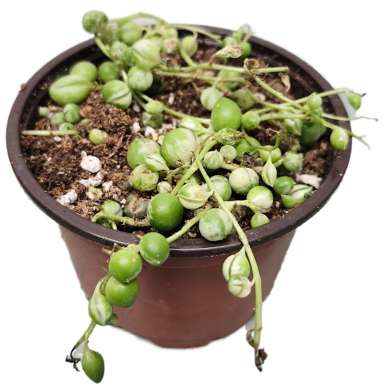 STRING OF PEARLS 4&quot; - VARG