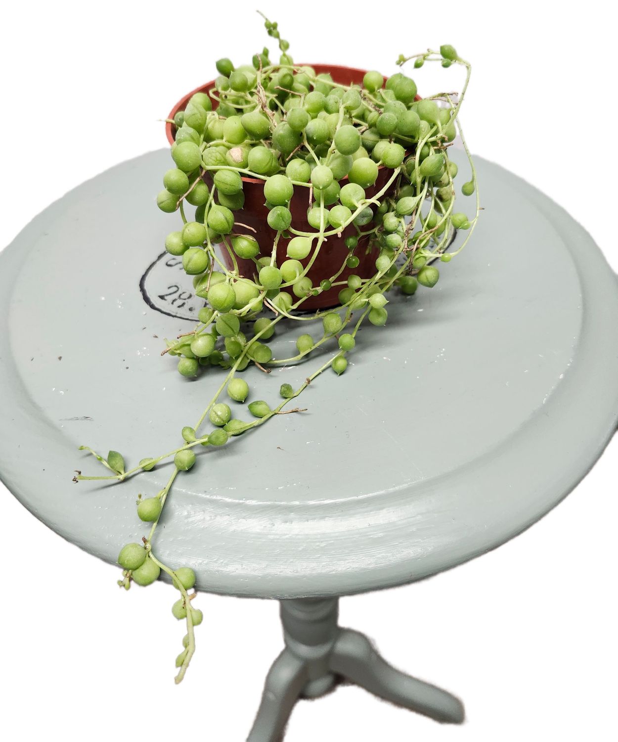 STRING OF PEARLS 4&quot;