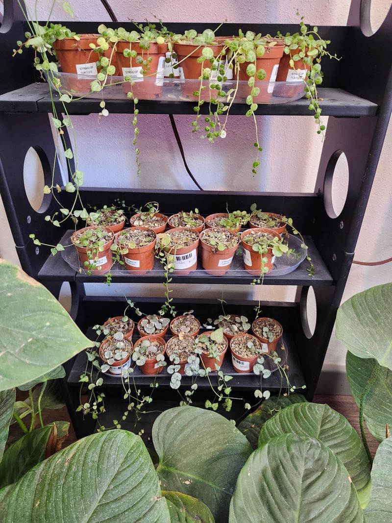 SUCCULENT STRING MIX 2&quot;