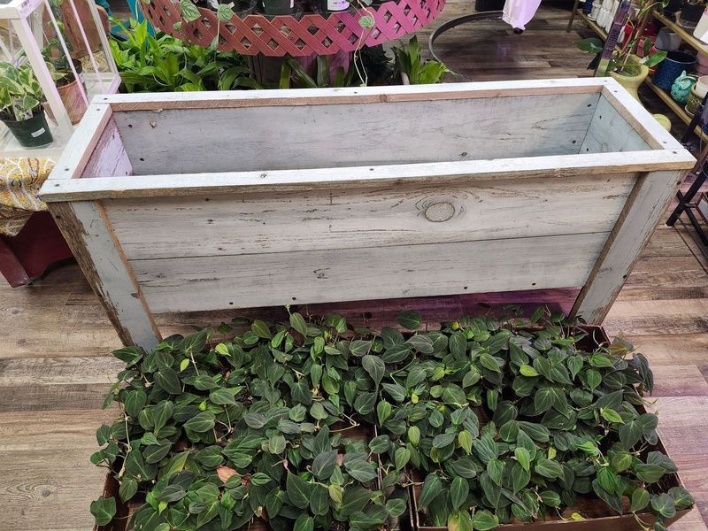 RAISED GARDEN BOX 25X50&quot;