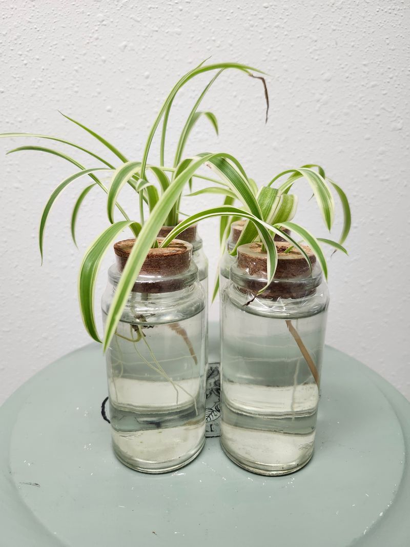 SPIDER PLANT IN JAR
