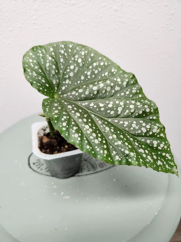 ANGEL WING BEGONIA GH 3&quot;