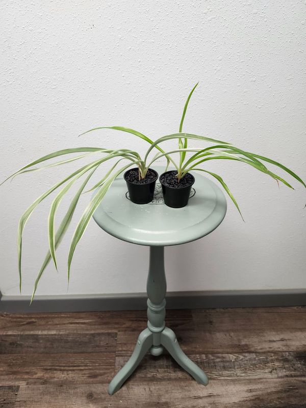 SPIDER PLANT 3&quot; - GH