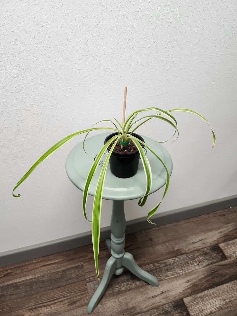 SPIDER PLANT 5&quot; - GH