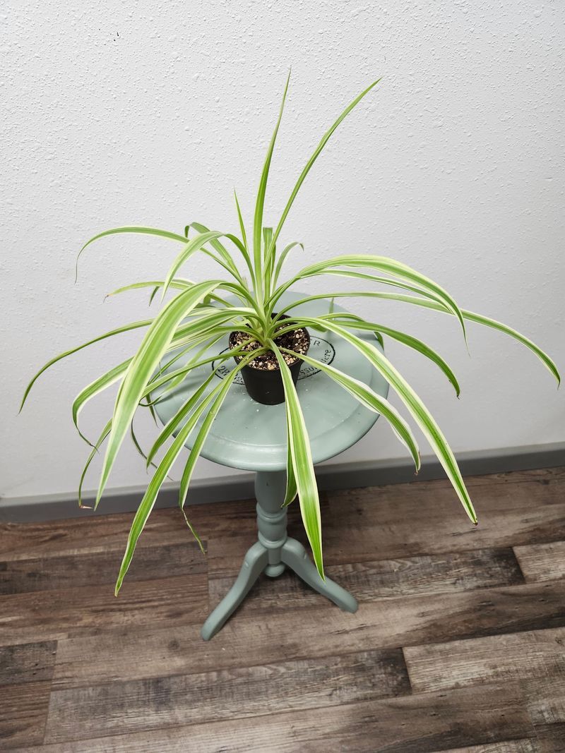 SPIDER PLANT GH