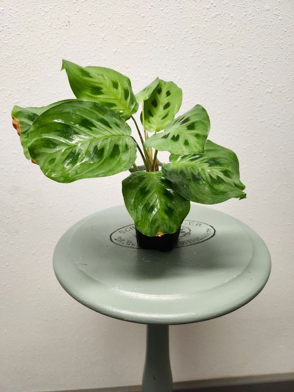 PRAYER PLANT 3&quot; - GH