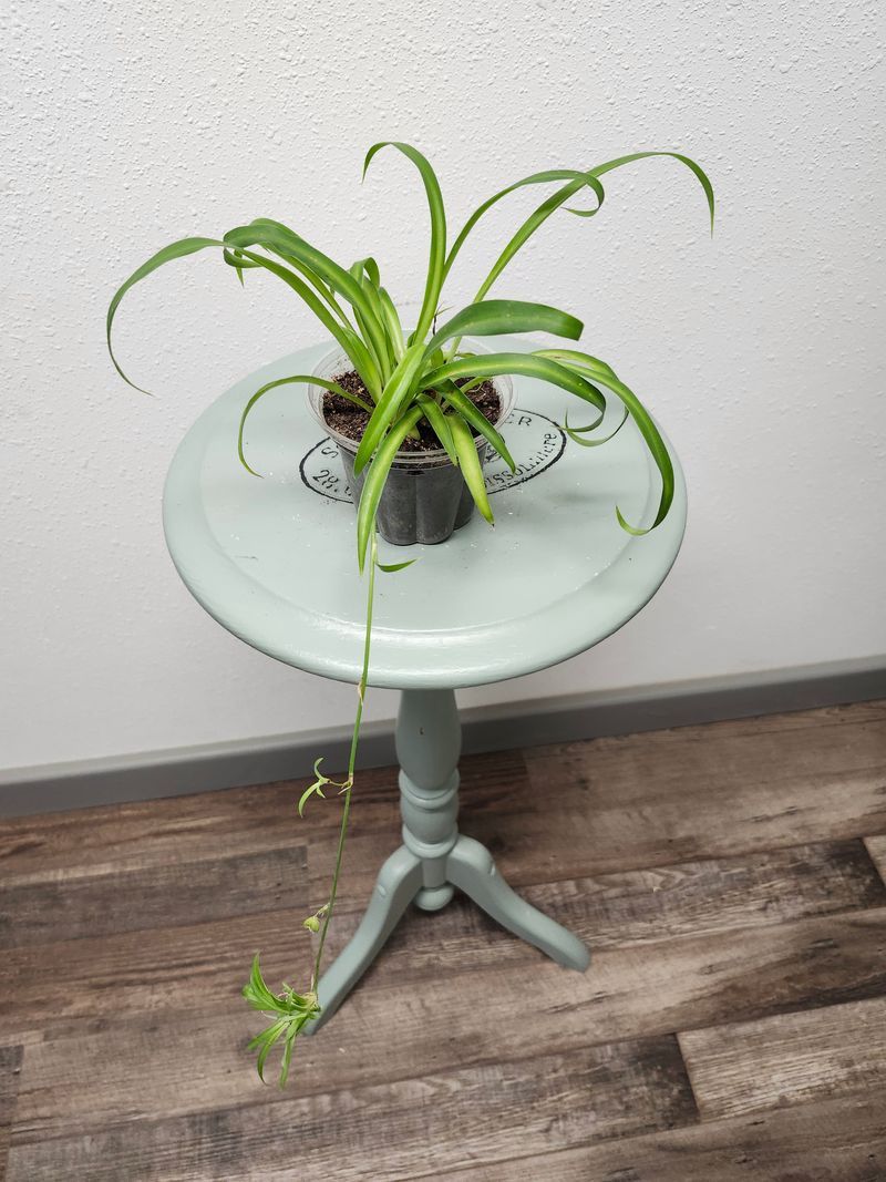 SPIDER PLANT POTTED - GH