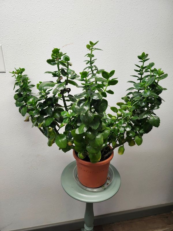 KALANCHOE - LARGE