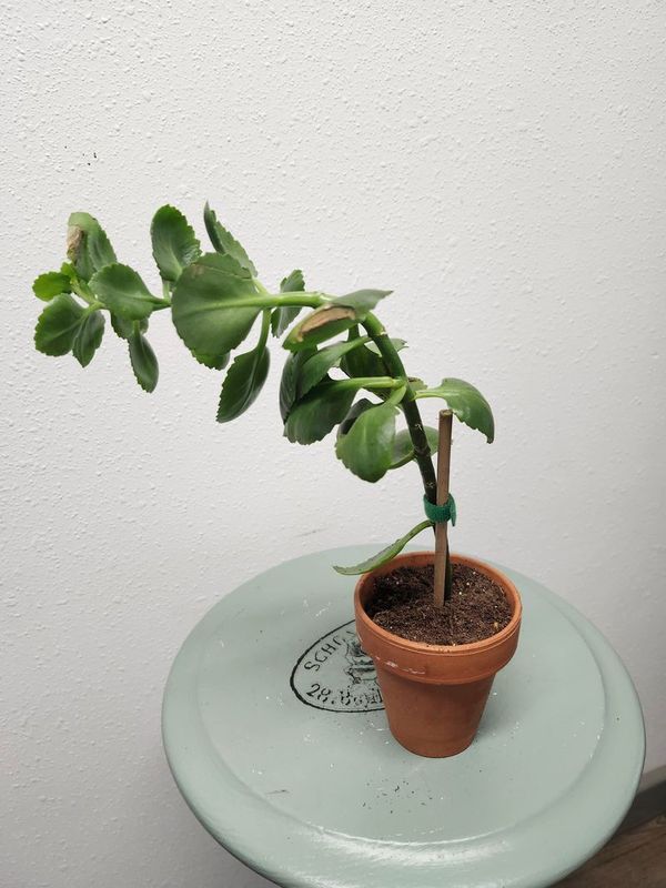 KALANCHOE SMALL