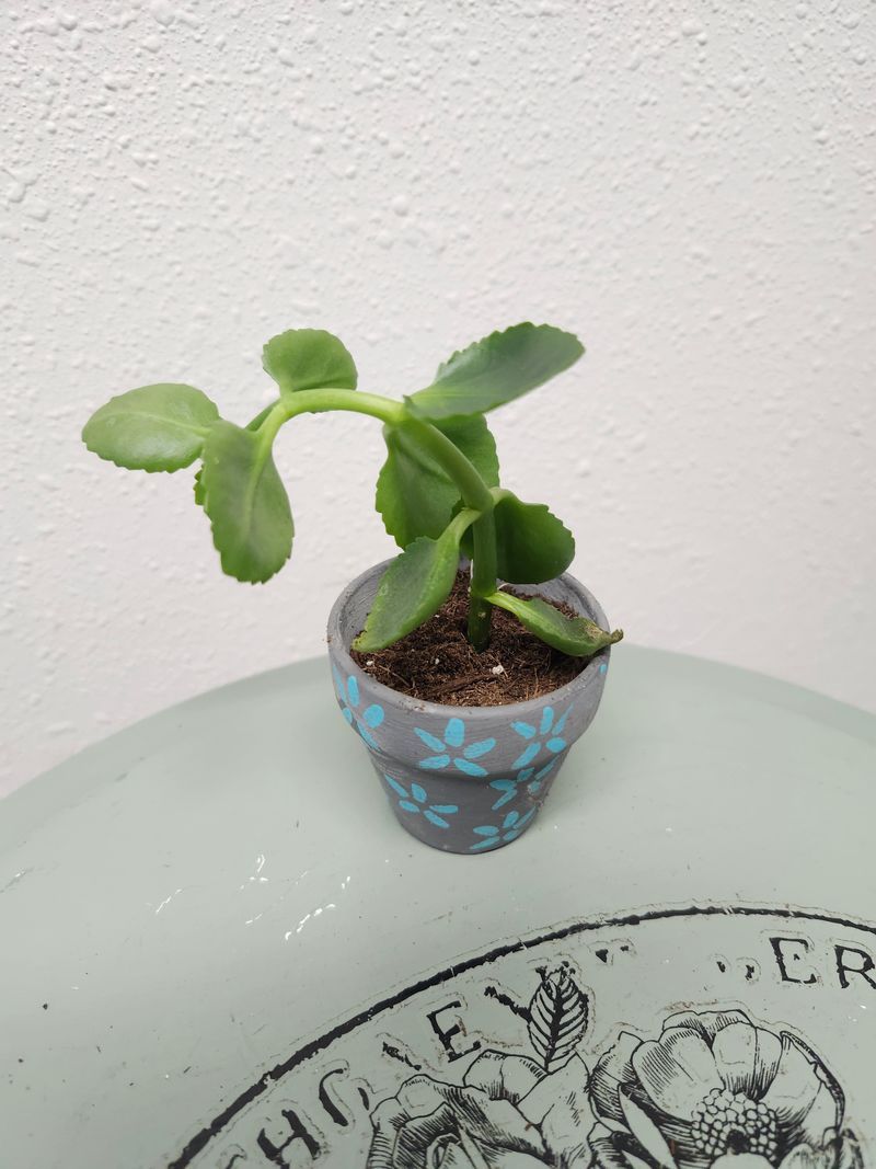 KALANCHOE MINI