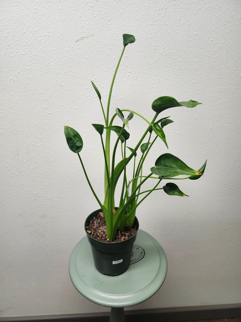 ALOCASIA TINY DANCER 6&quot;