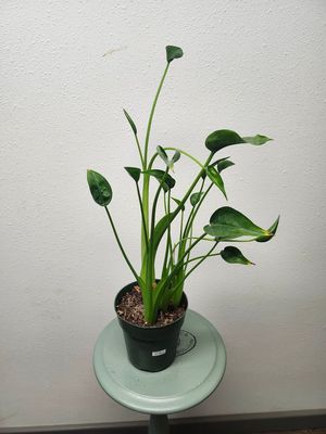 ALOCASIA TINY DANCER 6&quot;