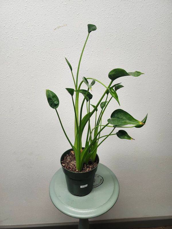 ALOCASIA TINY DANCER 6&quot;